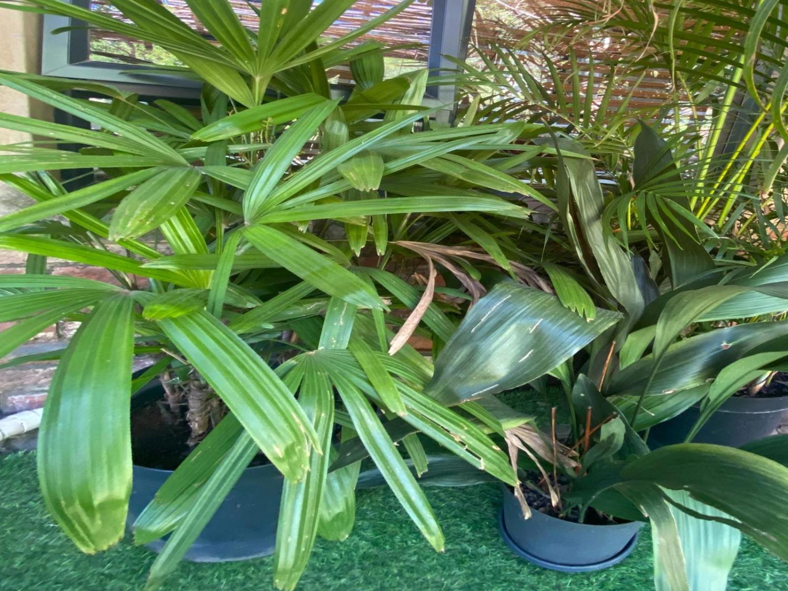Aloe Guesthouse Klerksdorp Værelse billede